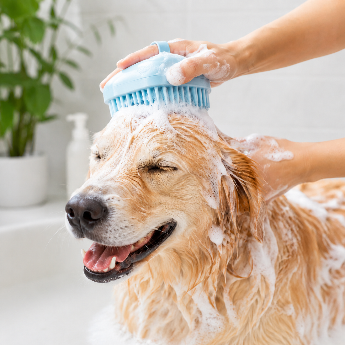 Silicone shampoo brush massaging a wet dog coat