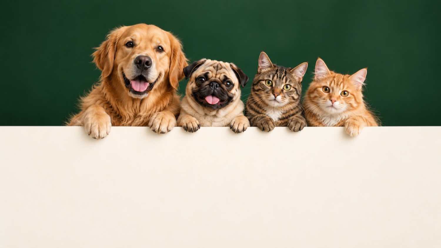 Four dogs and cats together